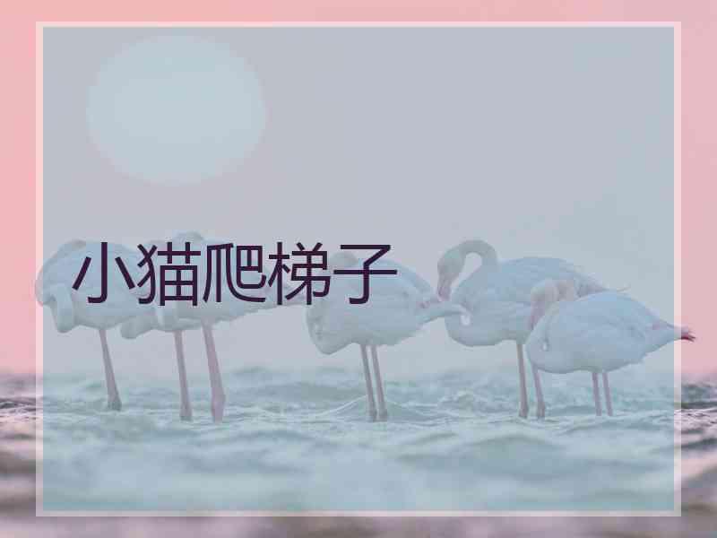 小猫爬梯子 小猫爬梯子