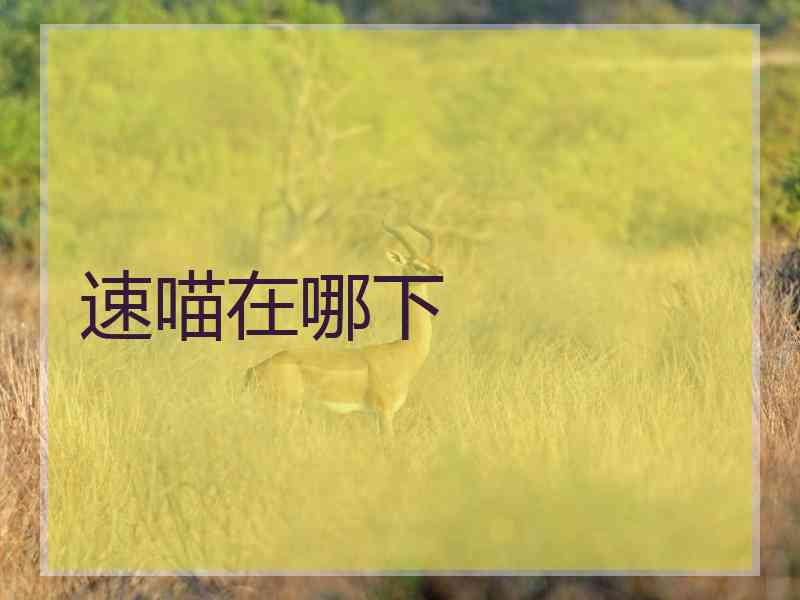 速喵在哪下 速喵在哪下