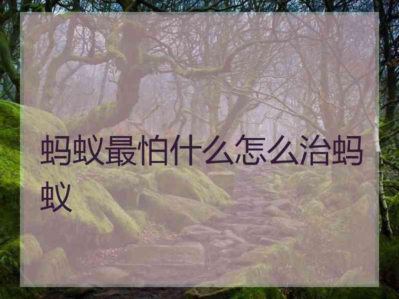 蚂蚁最怕什么怎么治蚂蚁 蚂蚁最怕什么怎么治蚂蚁