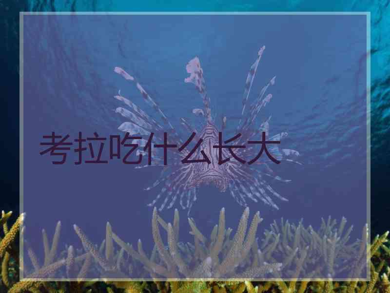 考拉吃什么长大 考拉吃什么长大