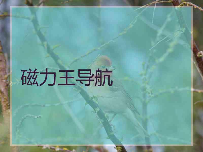 磁力王导航 磁力王导航