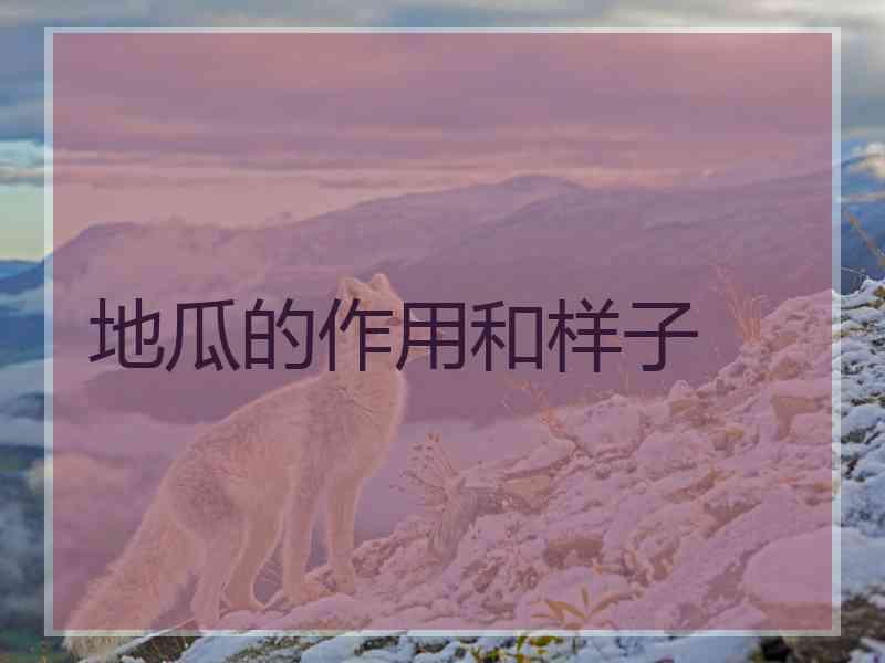 地瓜的作用和样子 地瓜的作用和样子