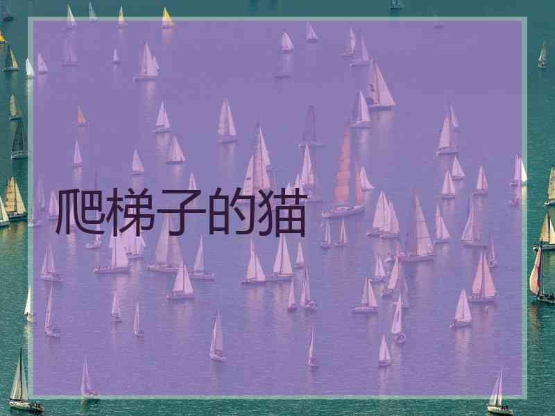 爬梯子的猫 爬梯子的猫