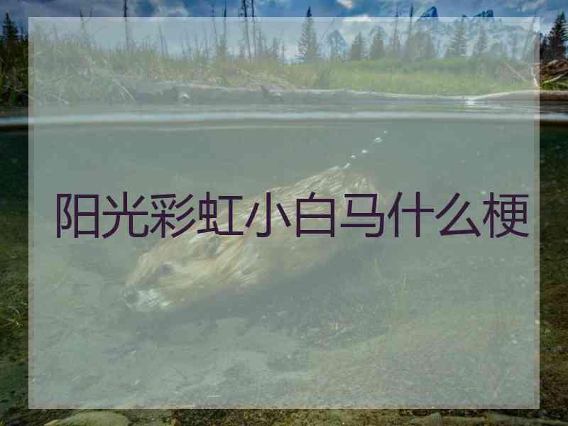 阳光彩虹小白马什么梗 阳光彩虹小白马什么梗