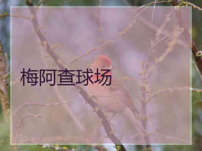 梅阿查球场 梅阿查球场