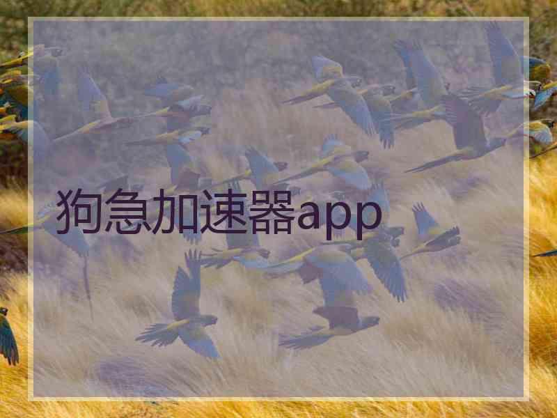 狗急加速器app 狗急加速器app