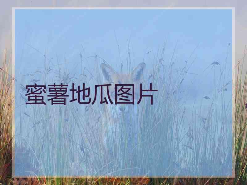 蜜薯地瓜图片