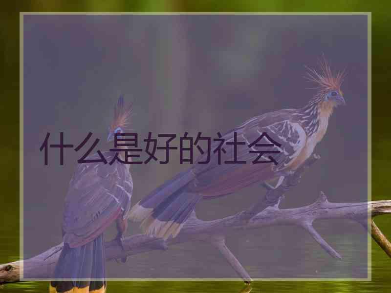 什么是好的社会