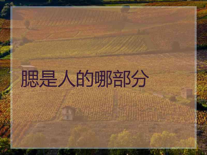 腮是人的哪部分