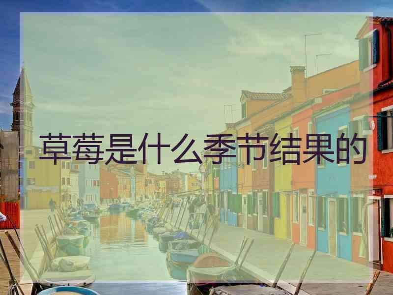 草莓是什么季节结果的