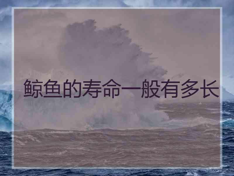 鲸鱼的寿命一般有多长