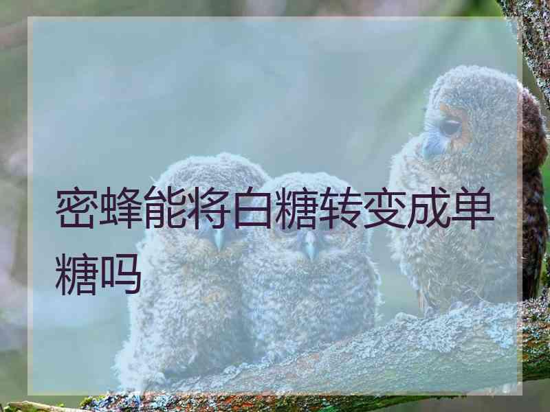 密蜂能将白糖转变成单糖吗