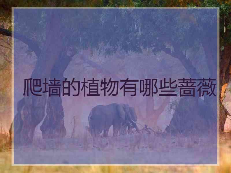 爬墙的植物有哪些蔷薇
