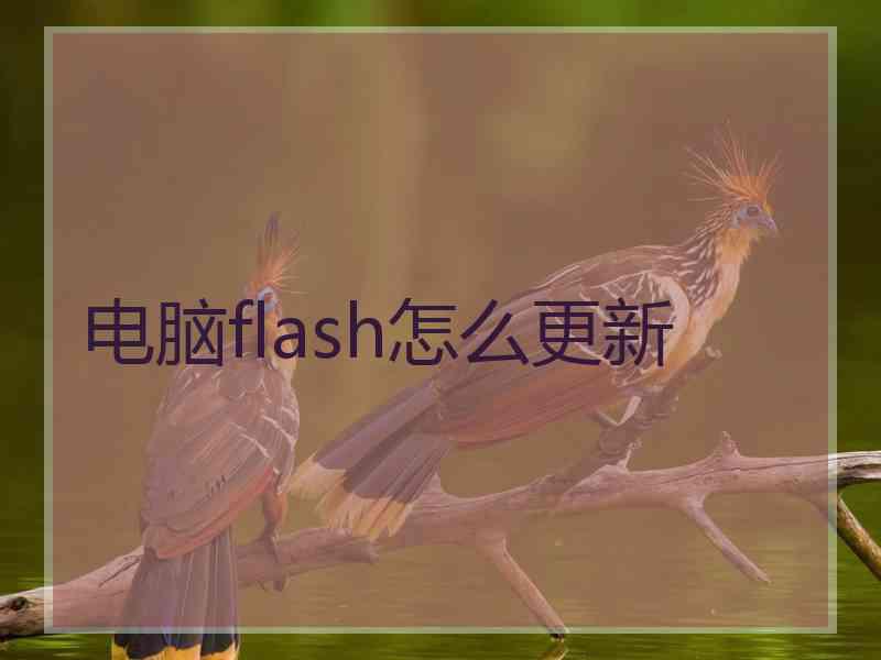 电脑flash怎么更新