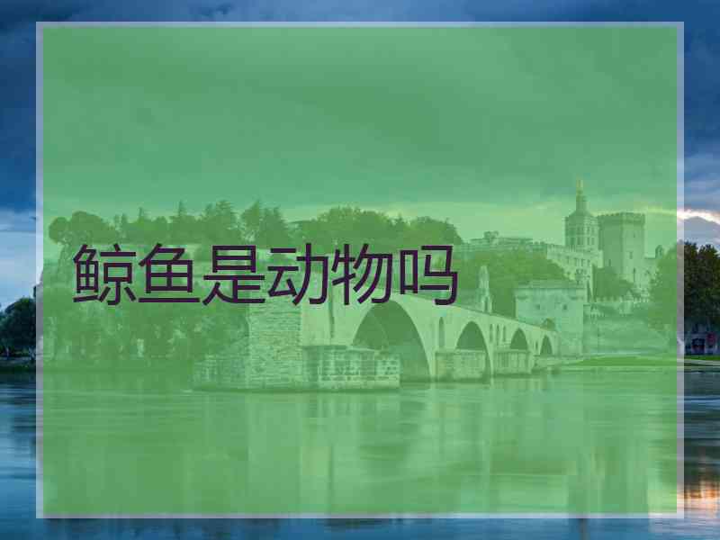 鲸鱼是动物吗