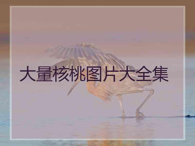 大量核桃图片大全集