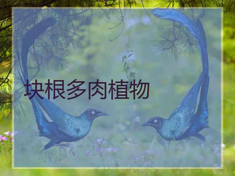 块根多肉植物