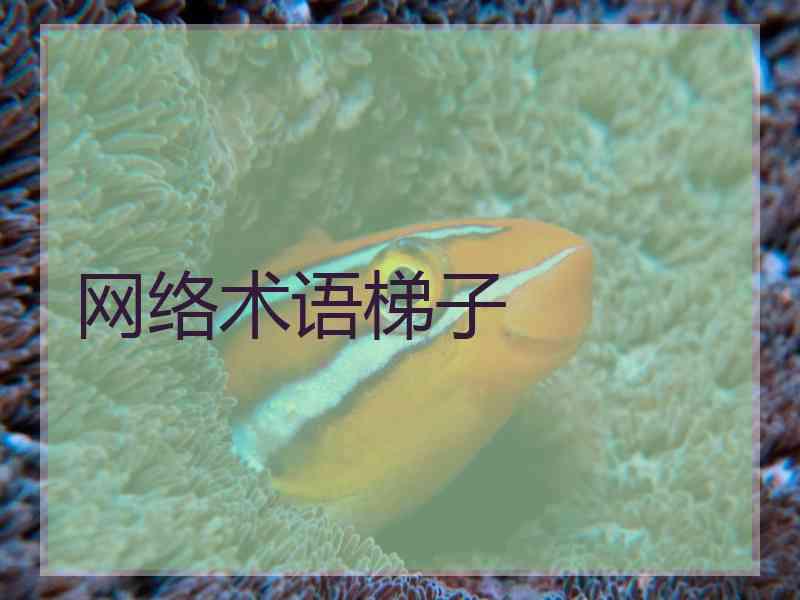网络术语梯子