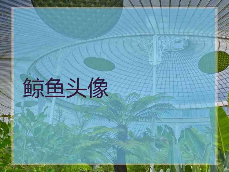 鲸鱼头像