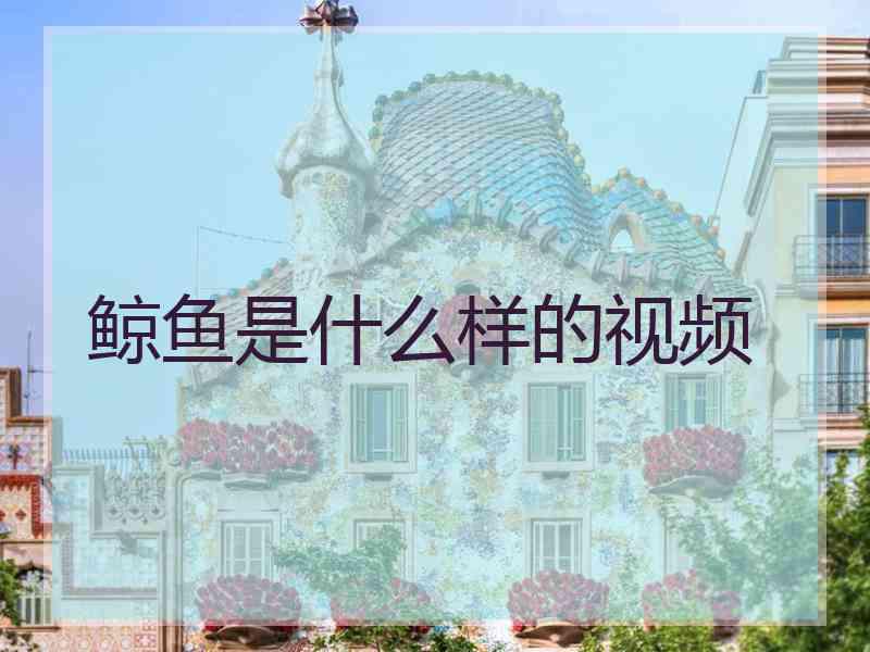 鲸鱼是什么样的视频