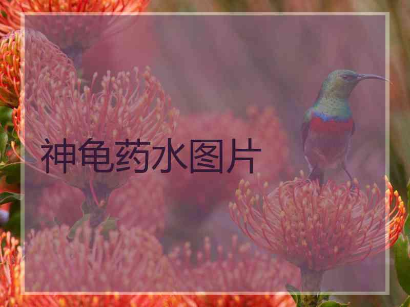 神龟药水图片