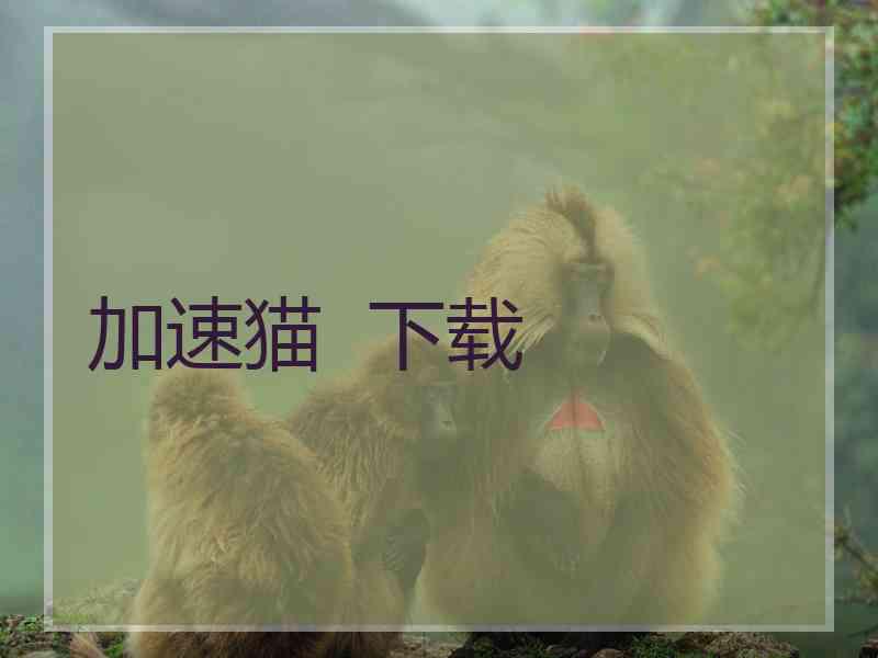 加速猫  下载