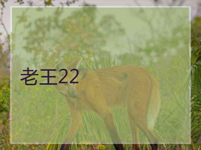 老王22