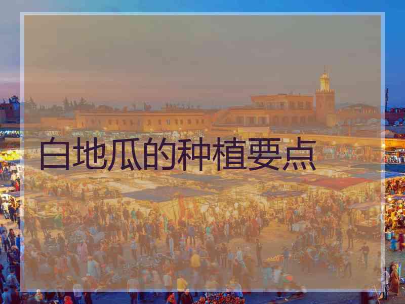 白地瓜的种植要点