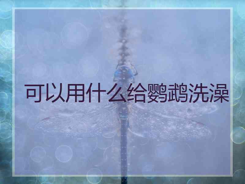 可以用什么给鹦鹉洗澡