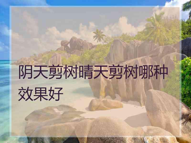 阴天剪树晴天剪树哪种效果好