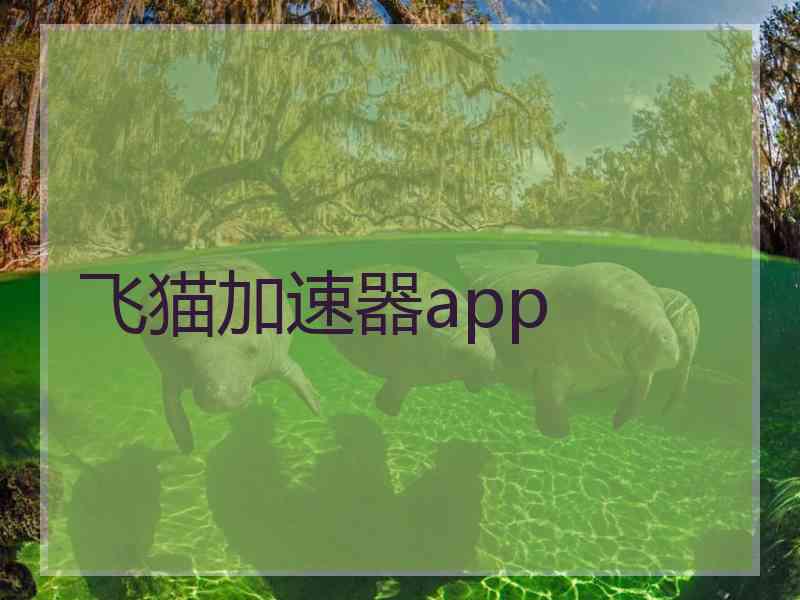 飞猫加速器app