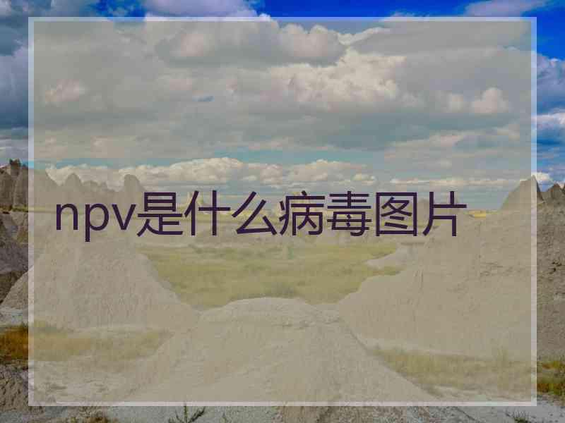 npv是什么病毒图片