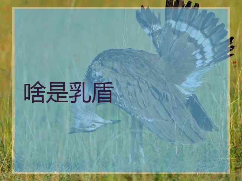 啥是乳盾