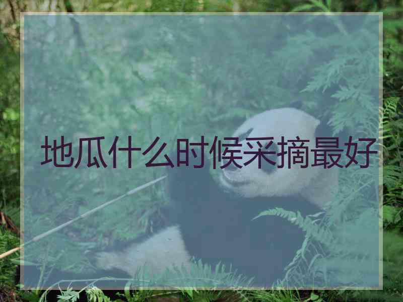 地瓜什么时候采摘最好