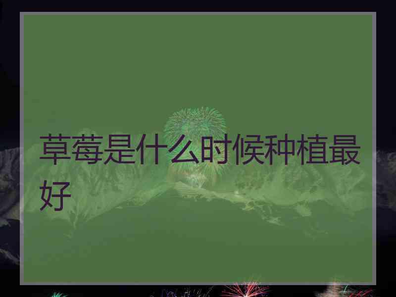 草莓是什么时候种植最好