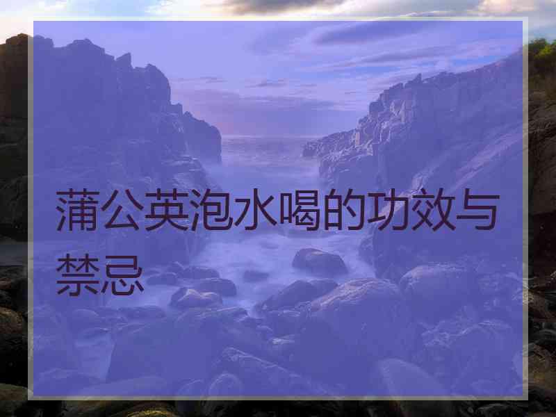 蒲公英泡水喝的功效与禁忌