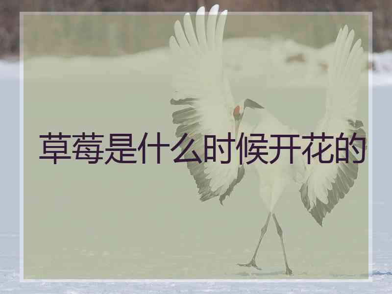 草莓是什么时候开花的