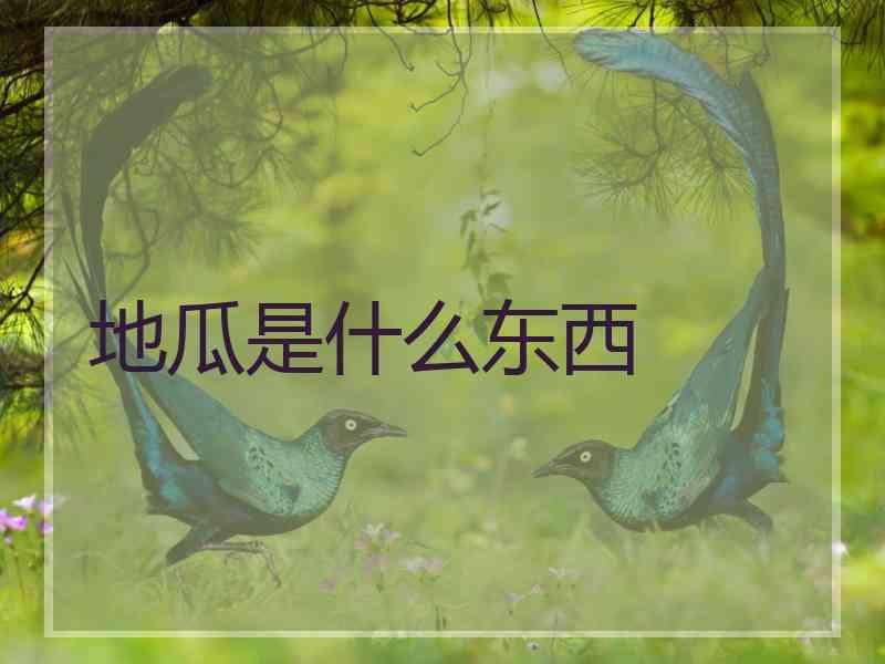 地瓜是什么东西