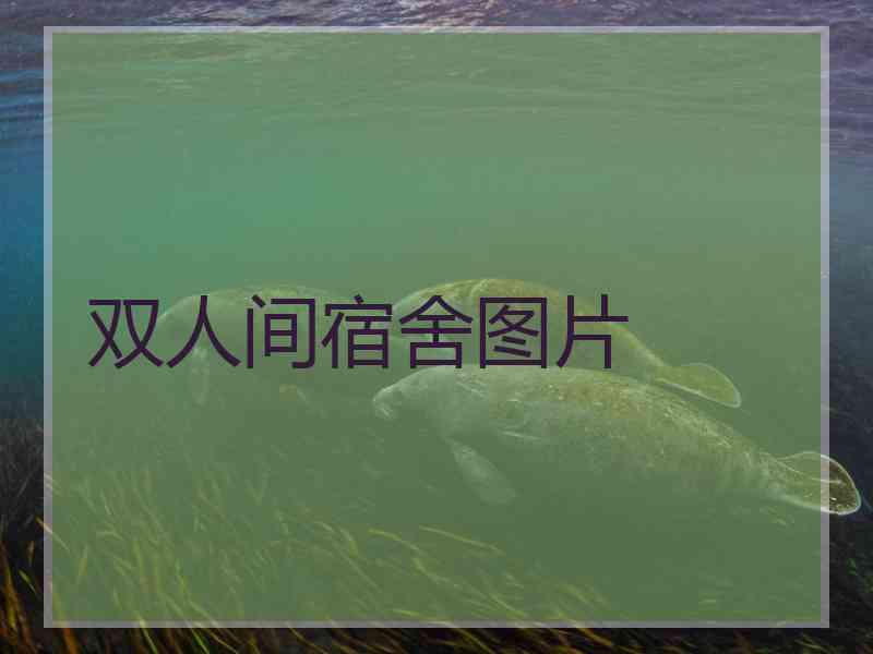 双人间宿舍图片
