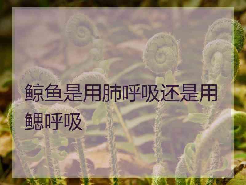 鲸鱼是用肺呼吸还是用鳃呼吸