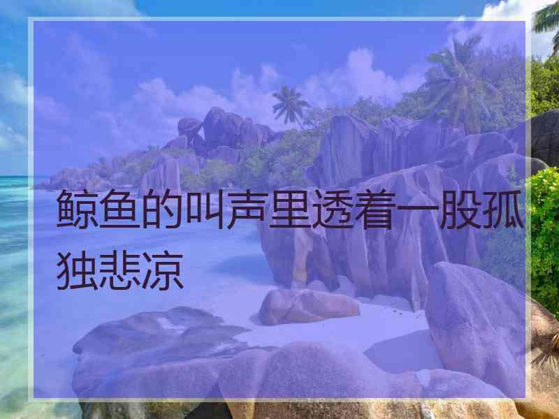 鲸鱼的叫声里透着一股孤独悲凉