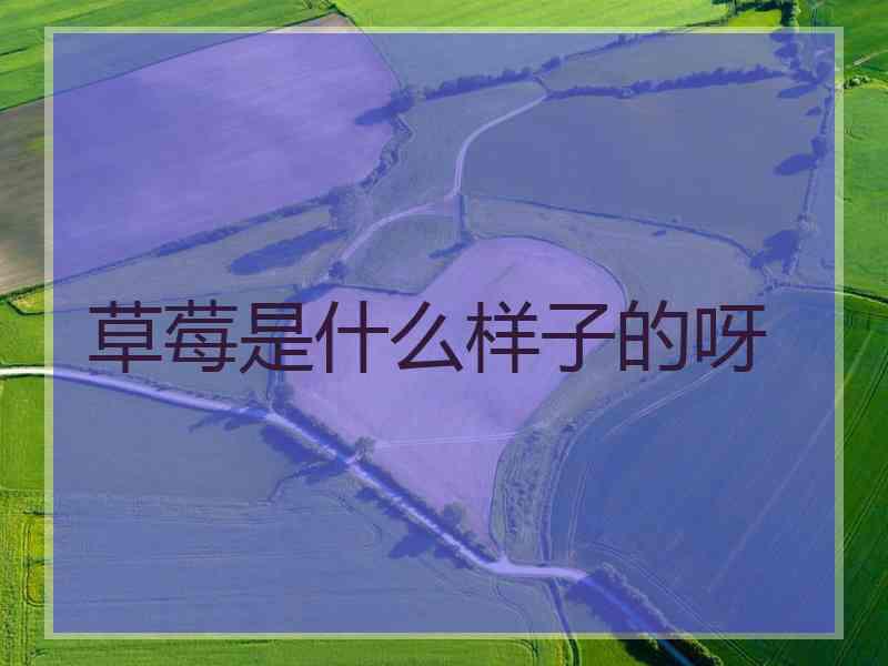 草莓是什么样子的呀
