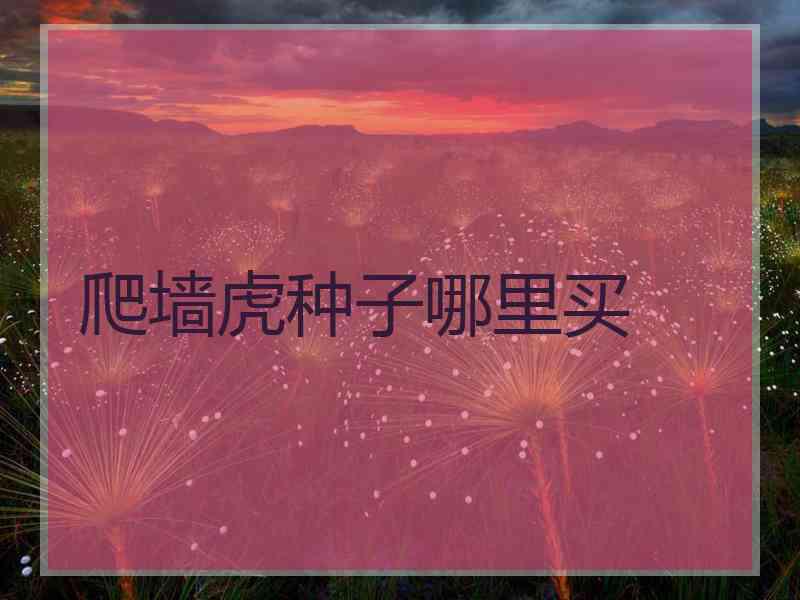 爬墙虎种子哪里买