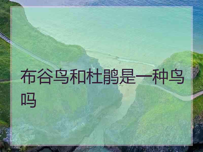 布谷鸟和杜鹃是一种鸟吗