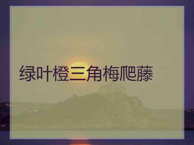 绿叶橙三角梅爬藤