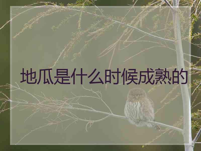 地瓜是什么时候成熟的