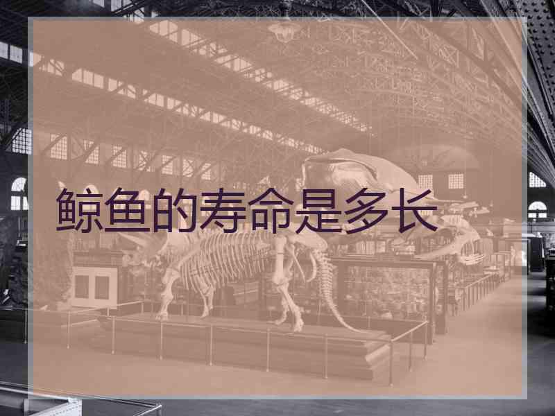 鲸鱼的寿命是多长