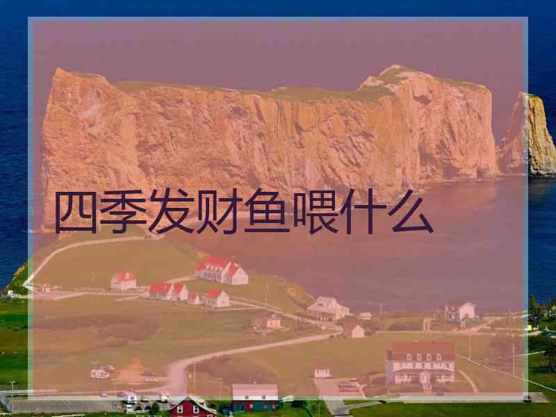 四季发财鱼喂什么