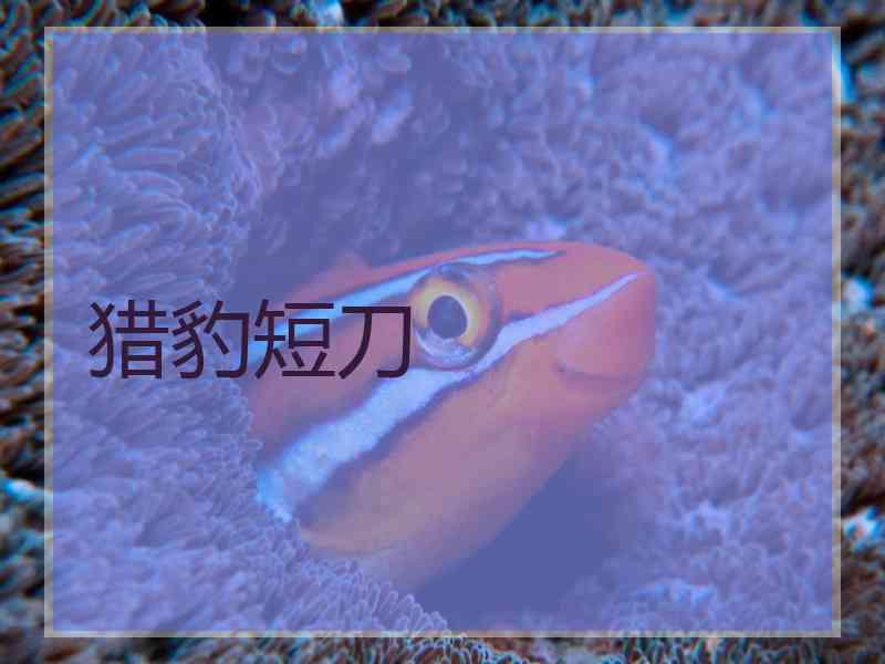 猎豹短刀