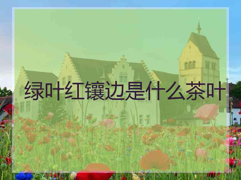 绿叶红镶边是什么茶叶